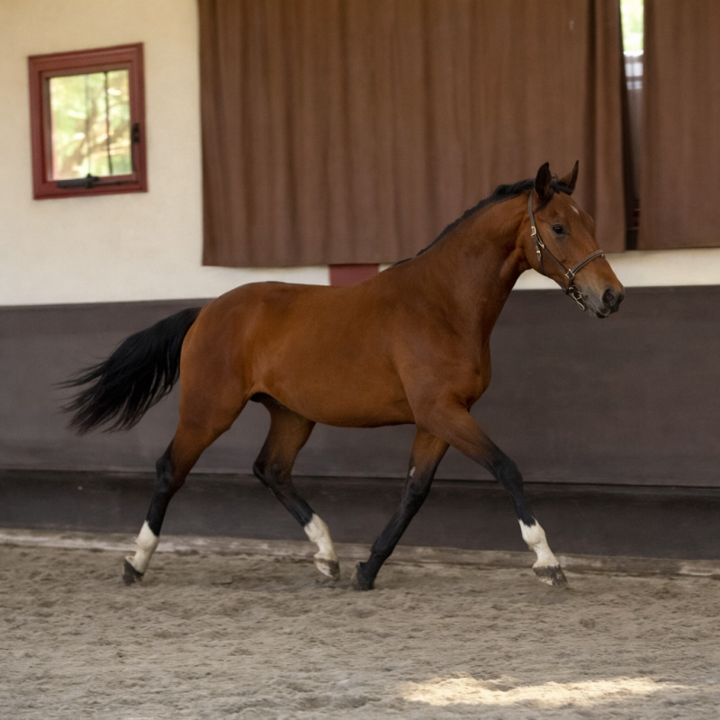 Vente de cheval : Only One de Masmette